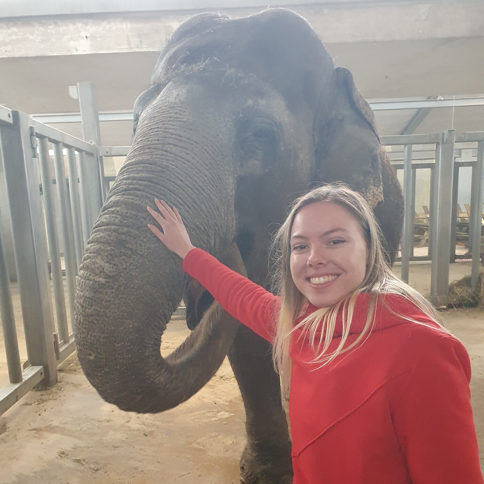 Eine Studentin der OST streichelt in Knies Kinderzoo, Rapperswil-Jona, einen Elefanten.