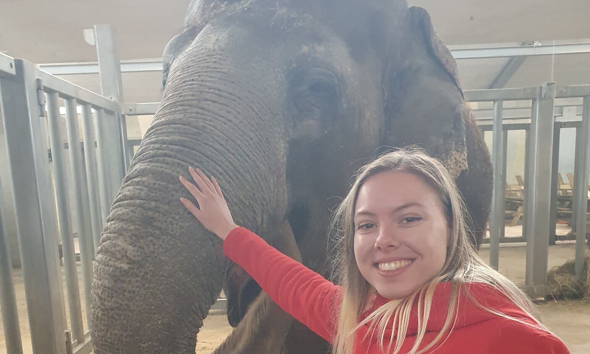 Eine Studentin der OST streichelt in Knies Kinderzoo, Rapperswil-Jona, einen Elefanten. 