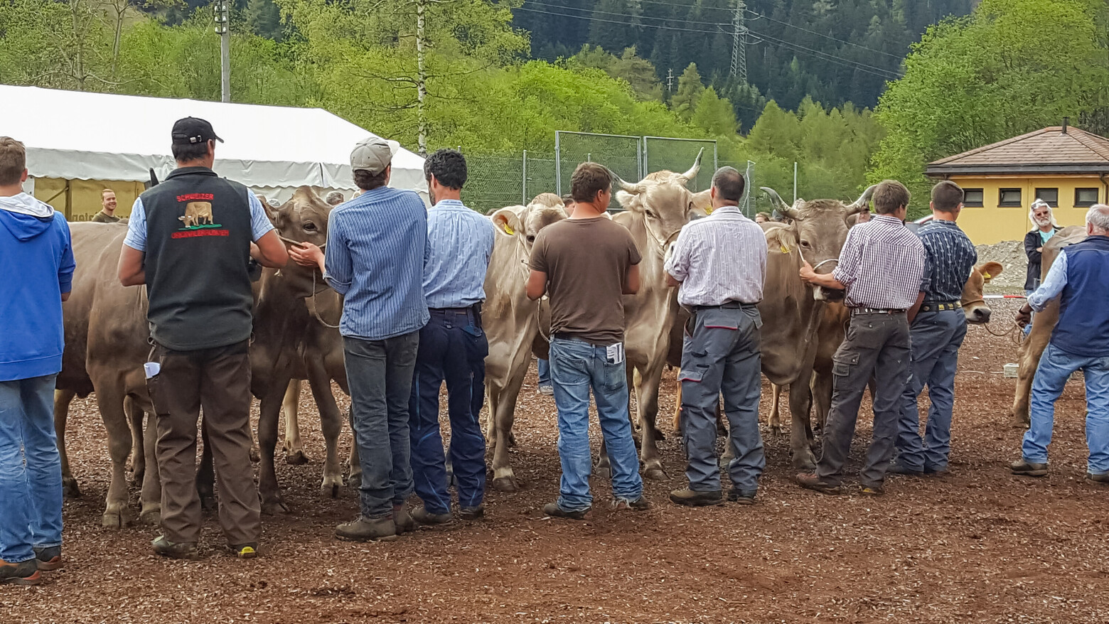Landwirtschaftliches Publikum bei einer Viehschau mit Schweizer Braunvieh.