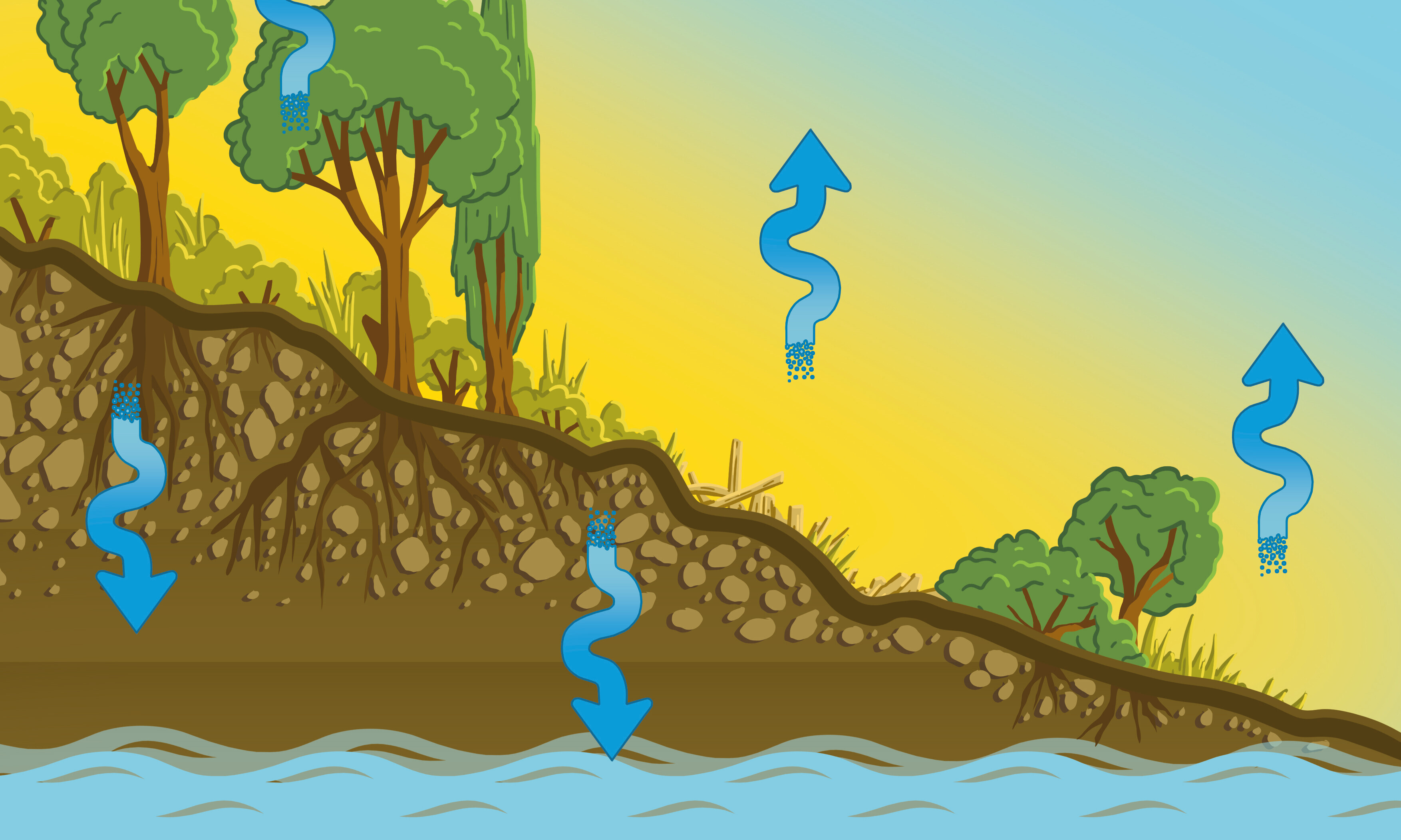 In dieser Grafik wird der Wasserkreislauf in der Natur gezeigt, den Städte zum Vorbild nehmen sollten.