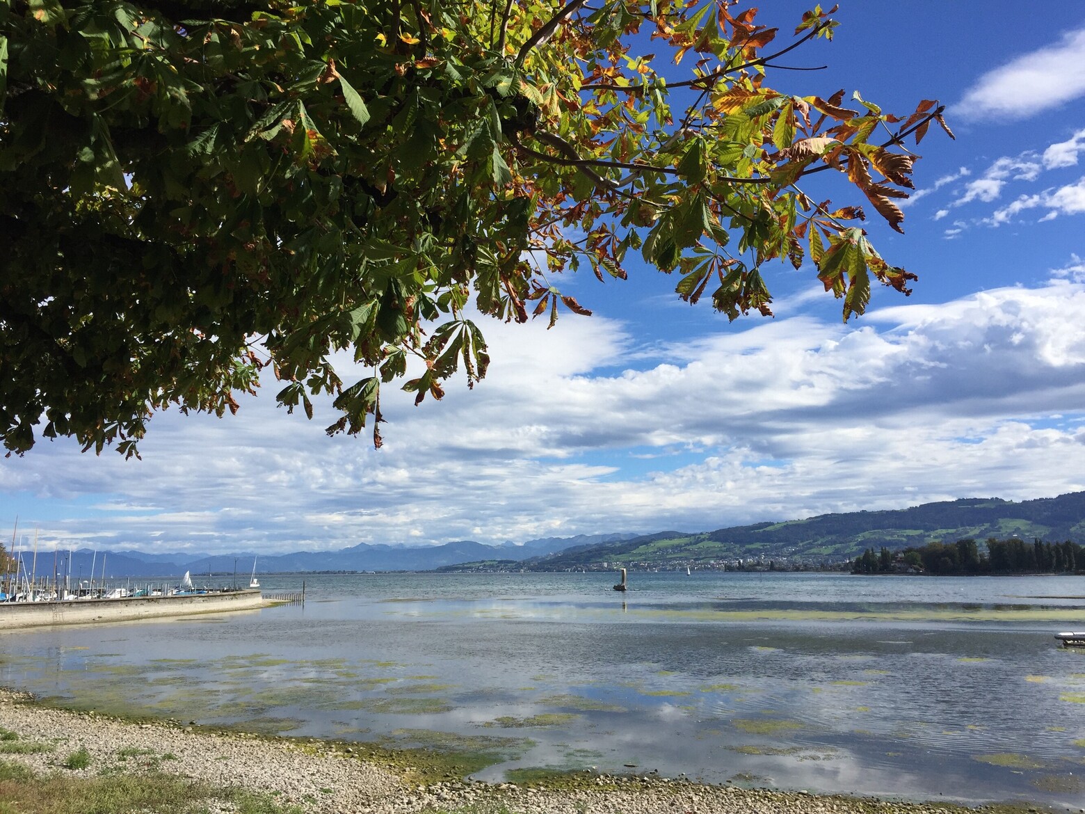 Auf dem Bild ist der Obersee des Bodensees im Herbst 2023 mit grünlichen Algenfetzen zu sehen.