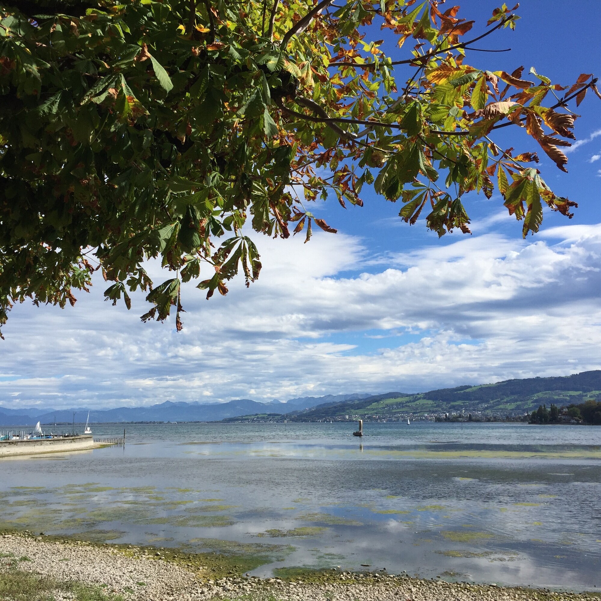 Auf dem Bild ist der Obersee des Bodensees im Herbst 2023 mit grünlichen Algenfetzen zu sehen.