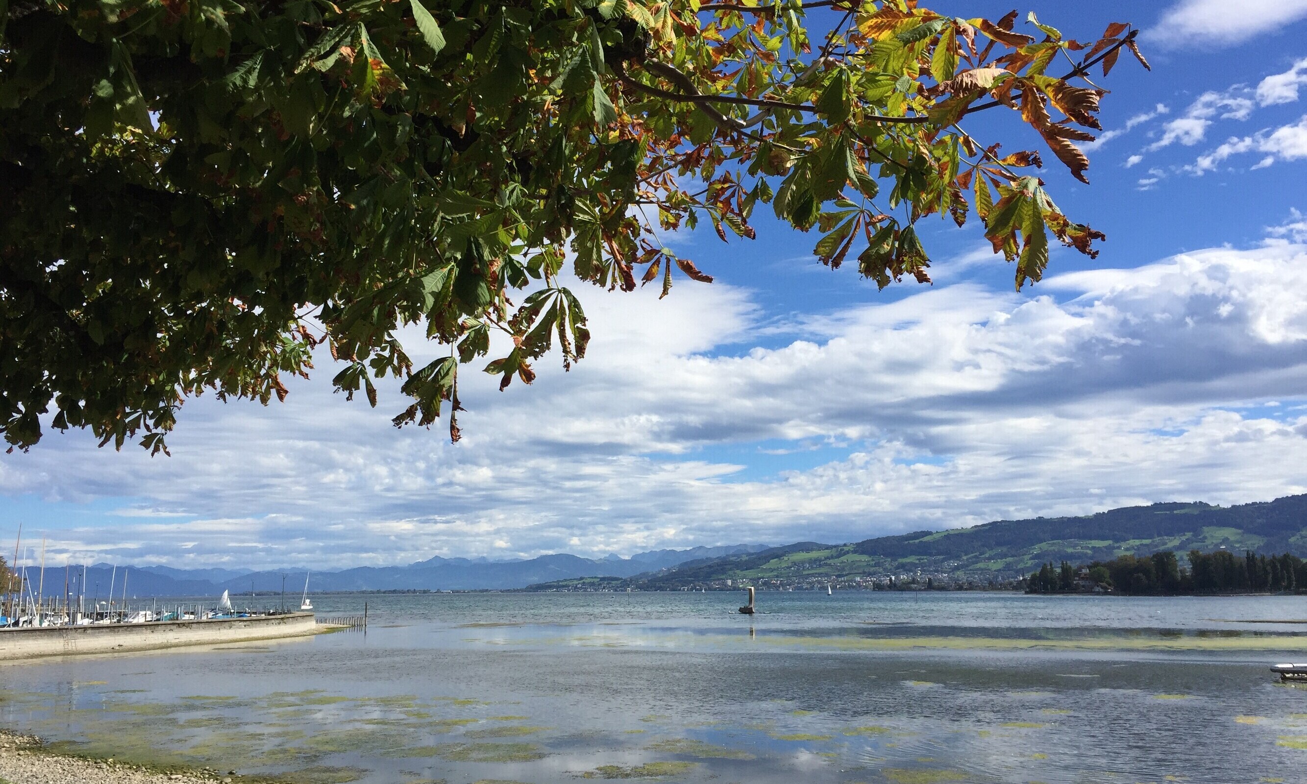 Auf dem Bild ist der Obersee des Bodensees im Herbst 2023 mit grünlichen Algenfetzen zu sehen.
