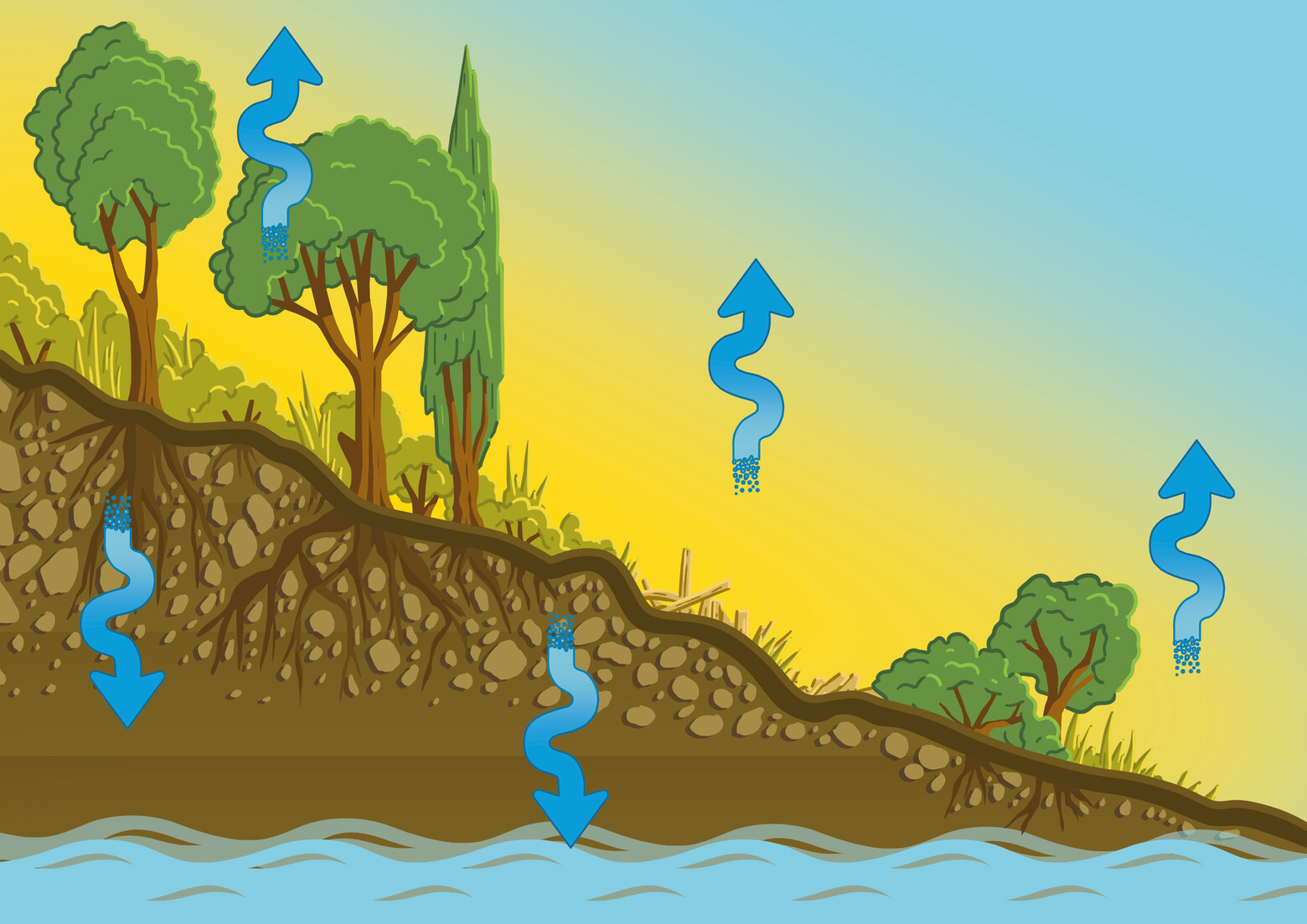 In dieser Grafik wird der Wasserkreislauf in der Natur gezeigt, den Städte zum Vorbild nehmen sollten.