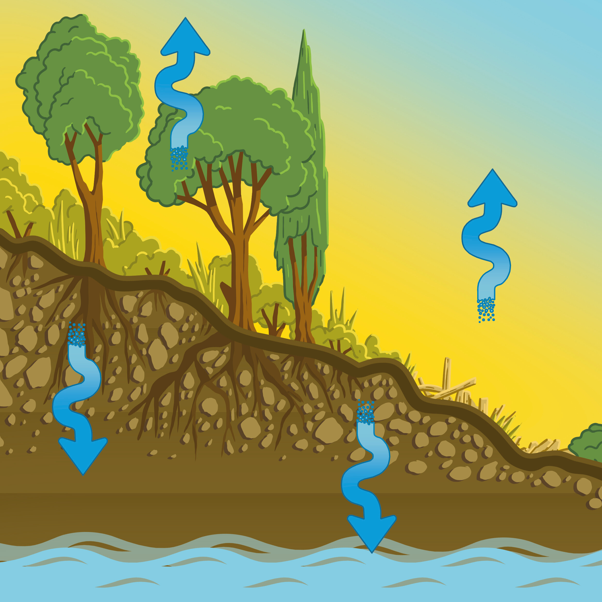 In dieser Grafik wird der Wasserkreislauf in der Natur gezeigt, den Städte zum Vorbild nehmen sollten.